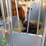 Topcalf Mono first care Kalverbox