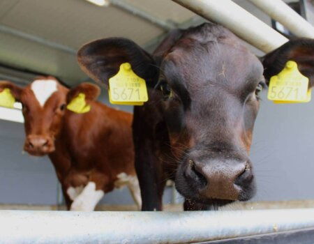 448825497_1014177977375588_6302612921494418214_n Kalf