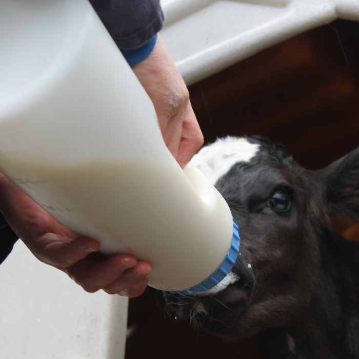 Warum Kälber gleich mit Biestmilch versorgen?