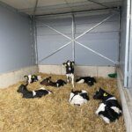 Topcalf Kalverstal met kalveren