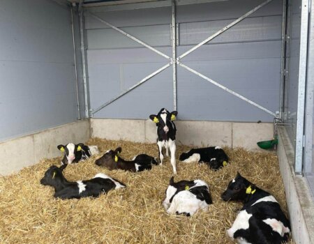 Topcalf Kalverstal met kalveren