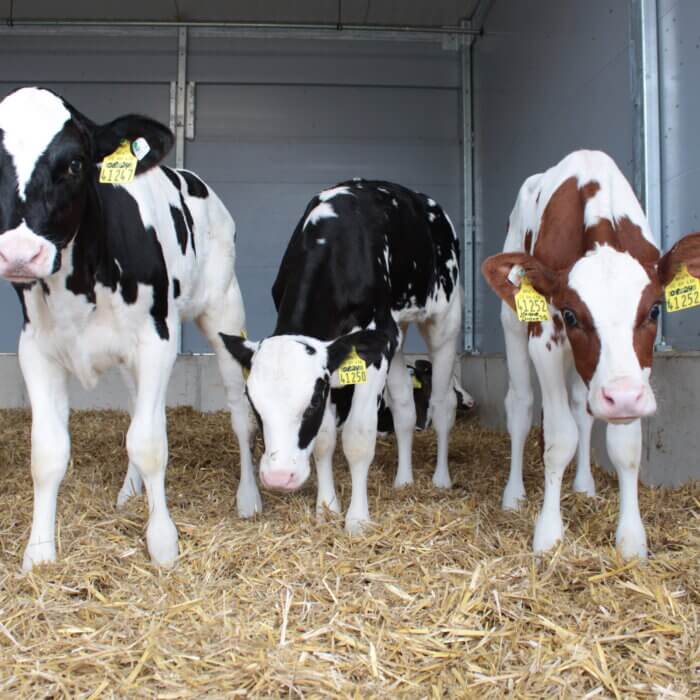 Kälber früher in Gruppen? Erfolg beginnt beim Stallkonzept.