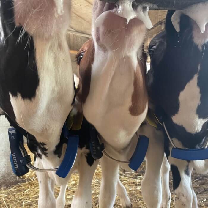 Was passiert zwischen den Fütterungen in Ihrem Kälberstall?